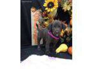 Labradoodle Puppy for sale in Union Grove, NC, USA