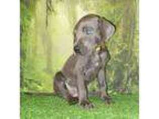 Great Dane Puppy for sale in Bay City, MI, USA