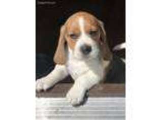 Beagle Puppy for sale in Warren, NJ, USA