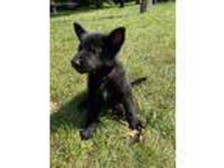 German Shepherd Dog Puppy for sale in Pillager, MN, USA