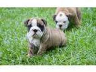 Bulldog Puppy for sale in Hartwell, GA, USA