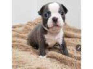 Boston Terrier Puppy for sale in Carrollton, TX, USA