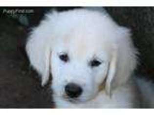 Mutt Puppy for sale in Montague, TX, USA