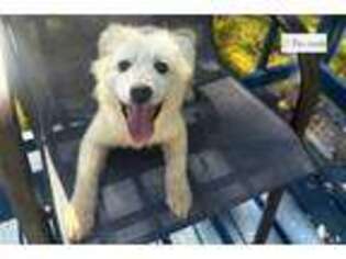 American Eskimo Dog Puppy for sale in Jacksonville, FL, USA