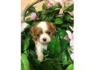 English Toy Spaniel Puppy for sale in Crossville, TN, USA