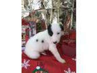 Borzoi Puppy for sale in Mangum, OK, USA
