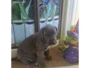 Great Dane Puppy for sale in Lees Summit, MO, USA