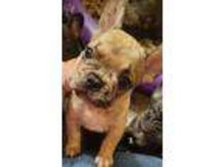 French Bulldog Puppy for sale in Verona, MO, USA