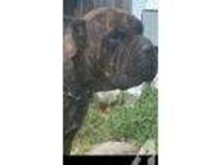 Neapolitan Mastiff Puppy for sale in SYRACUSE, NY, USA