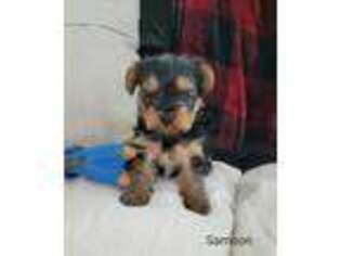 Yorkshire Terrier Puppy for sale in Bourbon, IN, USA