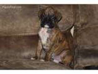 Boxer Puppy for sale in Yakima, WA, USA