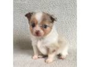 Miniature Australian Shepherd Puppy for sale in Starr, SC, USA