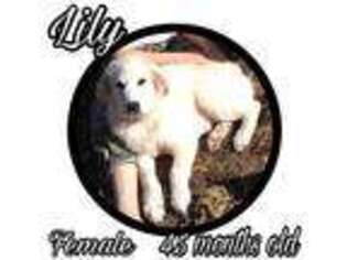 Great Pyrenees Puppy for sale in Hillsville, VA, USA