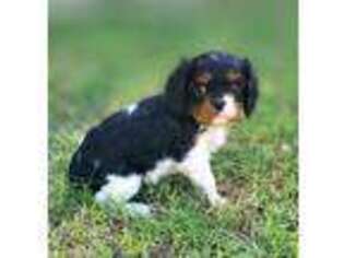 Cavalier King Charles Spaniel Puppy for sale in Peoria, AZ, USA