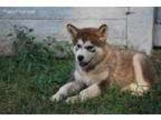Alaskan Malamute Puppy for sale in Akron, IA, USA