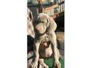 Weimaraner Puppy for sale in Oroville, CA, USA