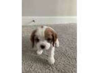 Cavalier King Charles Spaniel Puppy for sale in Simpsonville, SC, USA