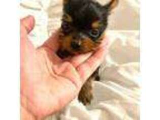 Yorkshire Terrier Puppy for sale in Davenport, FL, USA