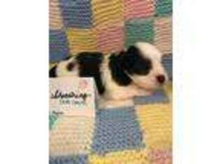 Havanese Puppy for sale in Weatherford, TX, USA