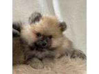 Pomeranian Puppy for sale in Hiram, GA, USA