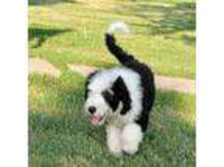 Mutt Puppy for sale in New London, IA, USA