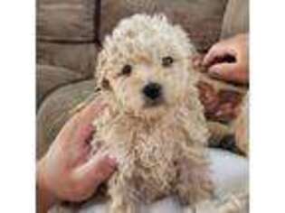 Cavapoo Puppy for sale in Beavercreek, OR, USA