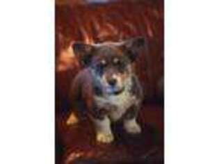 Pembroke Welsh Corgi Puppy for sale in Susanville, CA, USA