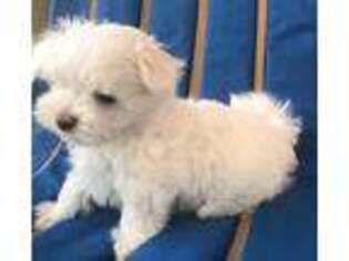 Maltese Puppy for sale in Venice, FL, USA