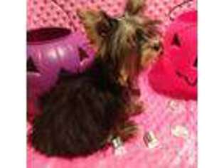 Yorkshire Terrier Puppy for sale in GRANDVIEW, TX, USA
