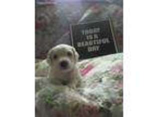 Cavapoo Puppy for sale in Frisco, TX, USA