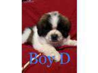 Saint Bernard Puppy for sale in Billings, MT, USA