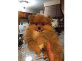Pomeranian Puppy for sale in Fox River Grove, IL, USA
