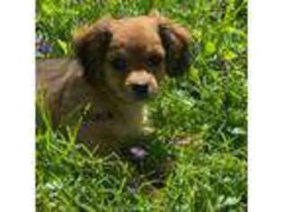 Cavalier King Charles Spaniel Puppy for sale in Millstadt, IL, USA