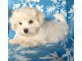 Maltese Puppy for sale in Mount Vernon, IL, USA