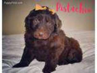 Mutt Puppy for sale in Provo, UT, USA