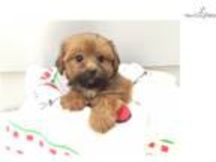 Shorkie Tzu Puppy for sale in New York, NY, USA