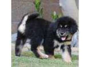 Tibetan Mastiff Puppy for sale in Cathedral City, CA, USA