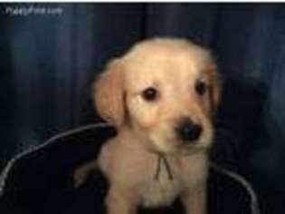 Golden Retriever Puppy for sale in Franklin, NC, USA
