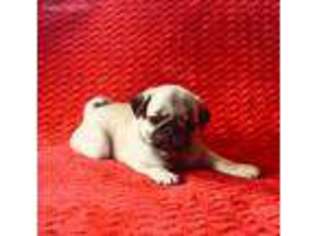 Pug Puppy for sale in Mansfield, OH, USA