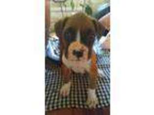 Boxer Puppy for sale in Ojai, CA, USA