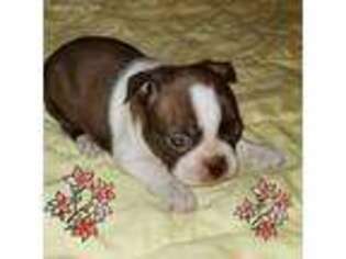 Boston Terrier Puppy for sale in Maxwell, TX, USA
