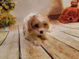 Cavapoo Puppy for sale in Pillager, MN, USA