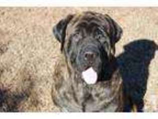 Mastiff Puppy for sale in LOCUST GROVE, GA, USA