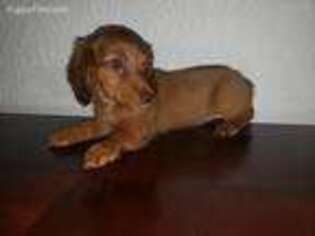Dachshund Puppy for sale in New Oxford, PA, USA