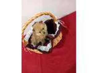 Pomeranian Puppy for sale in Tuscola, IL, USA