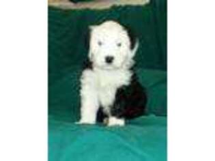 Old English Sheepdog Puppy for sale in Gosport, IN, USA