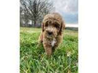 Goldendoodle Puppy for sale in White House, TN, USA