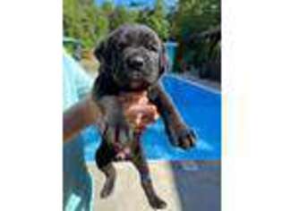 Cane Corso Puppy for sale in Liberty, NC, USA