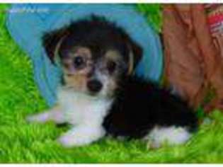 Chorkie Puppy for sale in Alba, TX, USA