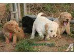 Labradoodle Puppy for sale in HURT, VA, USA